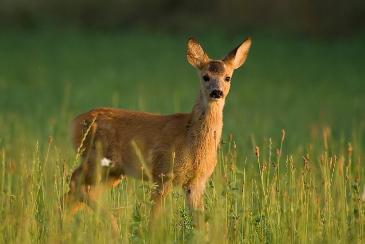 Sarna - Capreolus capreolus