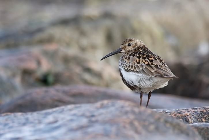 Biegus zmienny (Calidris alpina)