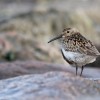 Biegus zmienny (Calidris alpina)