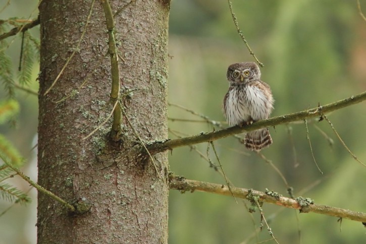 Sóweczka