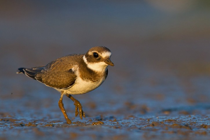 sieweczka