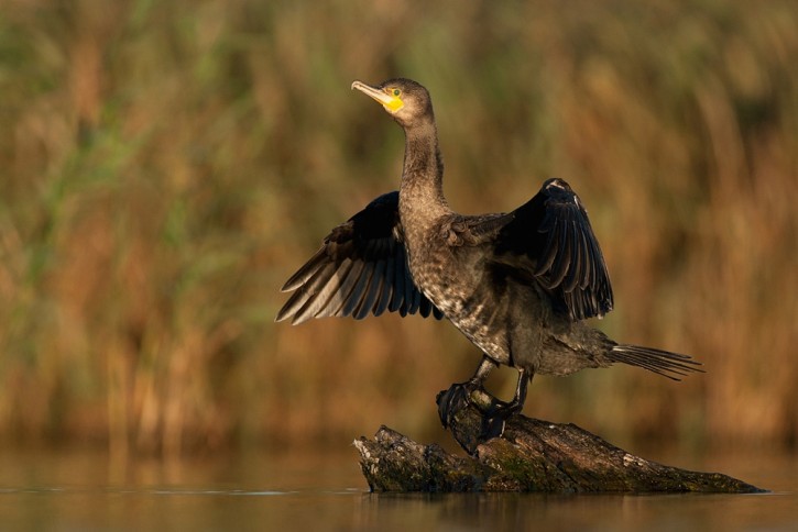 Kormoran