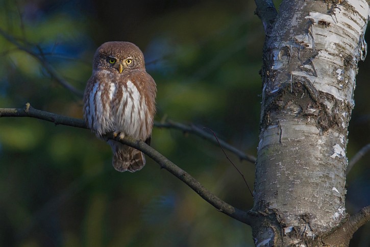 sóweczka