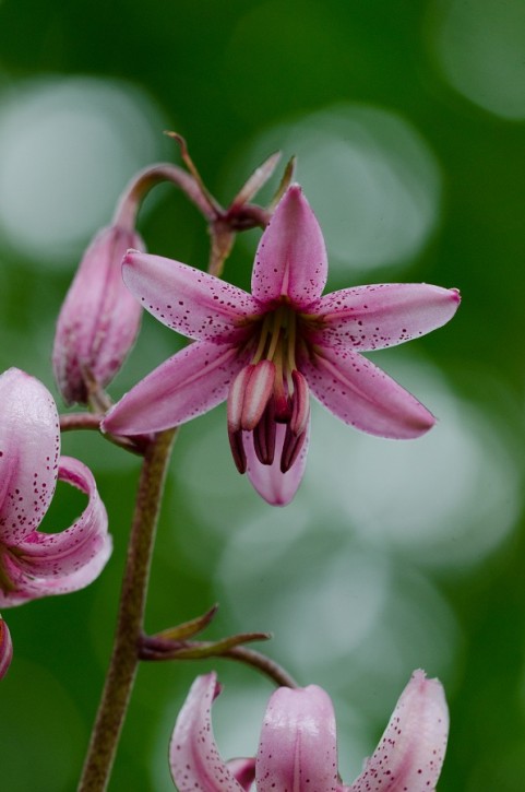 Lilium mortagon