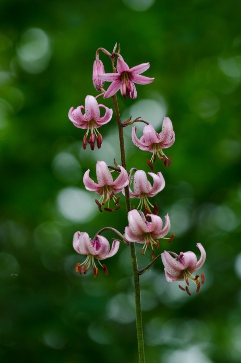 Lilium mortagon