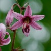 Lilium mortagon