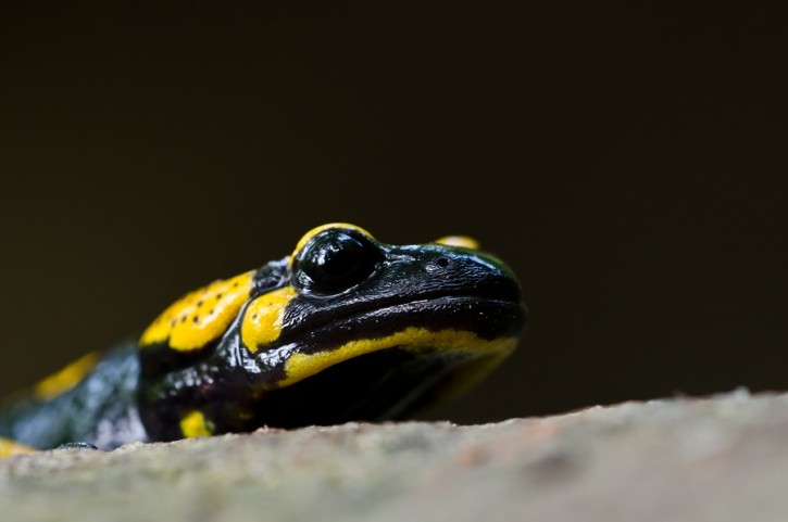 Salamandra plamista