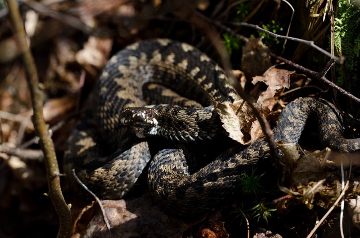 Vipera berus