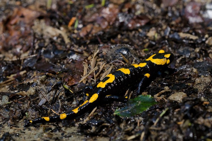 Salamandra plamista