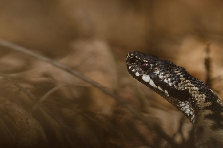 Vipera berus