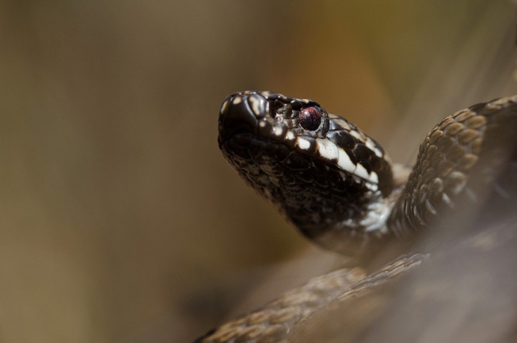 Vipera berus