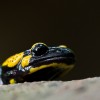 Salamandra plamista