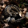 Vipera berus