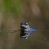 Żaba moczarowa