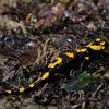 Salamandra plamista