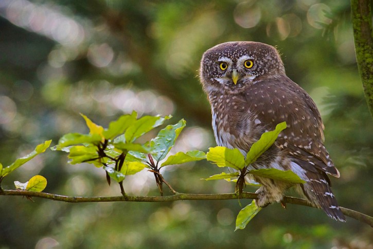 sóweczka