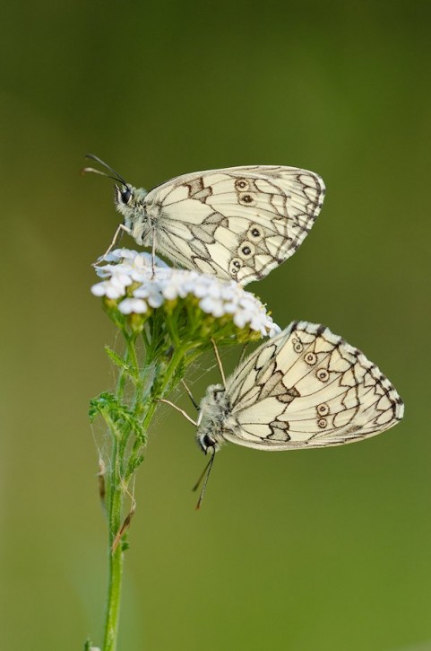 Szachownica galeta