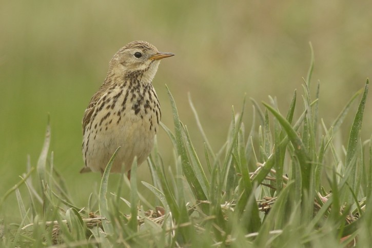 Świergotek łąkowy, Anthus pratensis