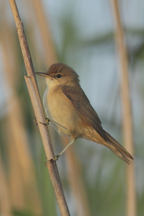 Trzcinniczek, Acrocephalus scirpaceus