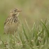 Świergotek łąkowy, Anthus pratensis