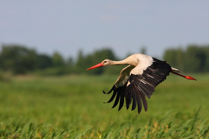 bocian biały