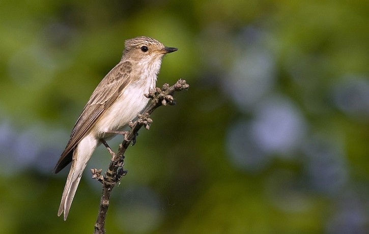 puchołapka