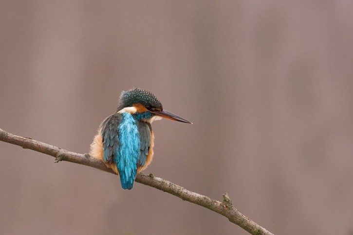 Alcedo atthis