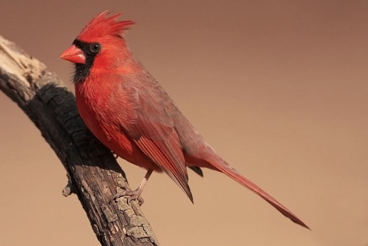 Northern Cardinal