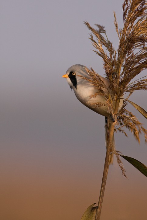 Wąsatka - Panurus biarmicus