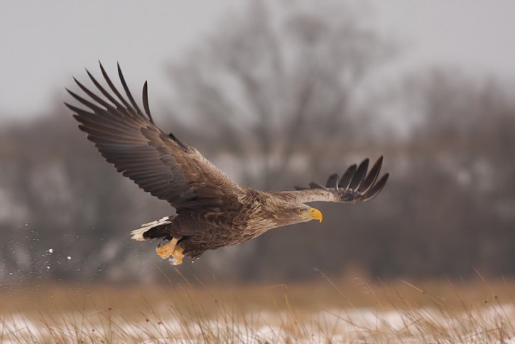 Bielik - Haliaeetus albicilla