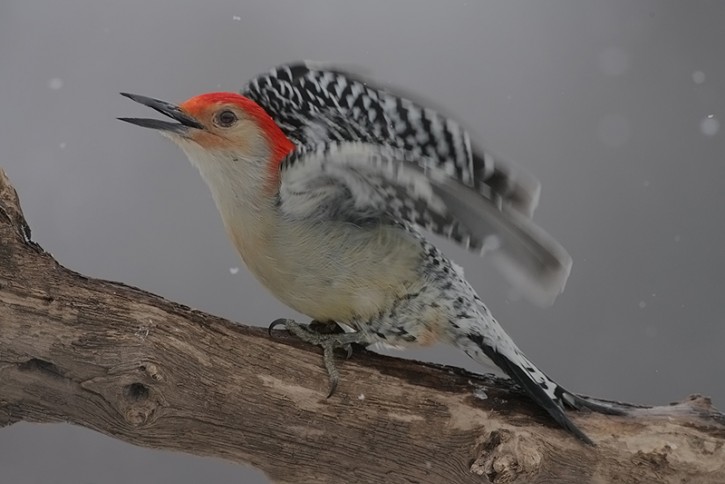 Red-bellied Woodpecker