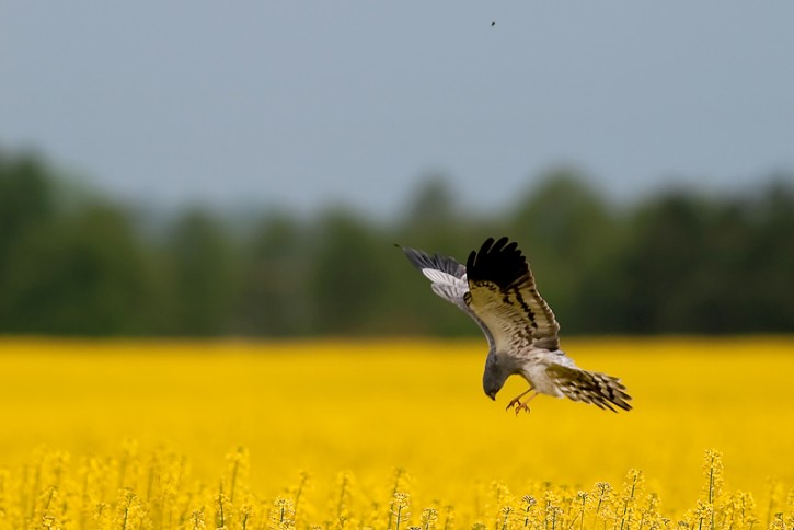 błotniak