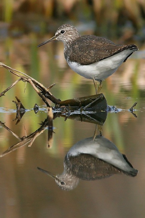 Samotnik