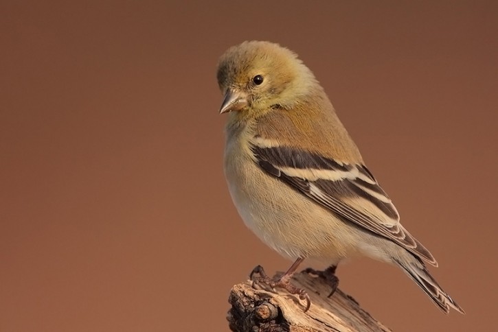 Tufted Titmouse