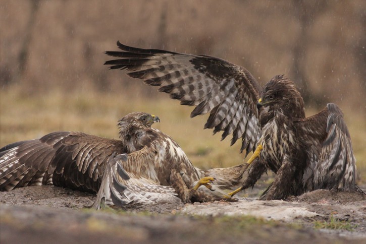 Buteo buteo