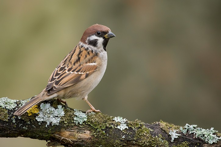 Mazurek (Passer montanus)