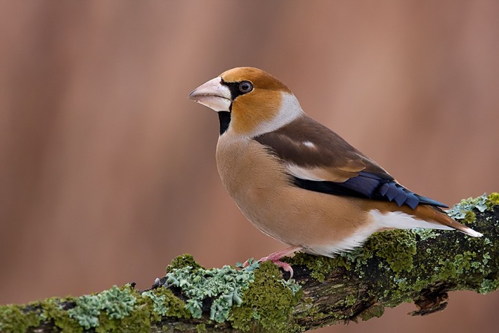 Grubodziób (Coccothraustes coccothraustes)