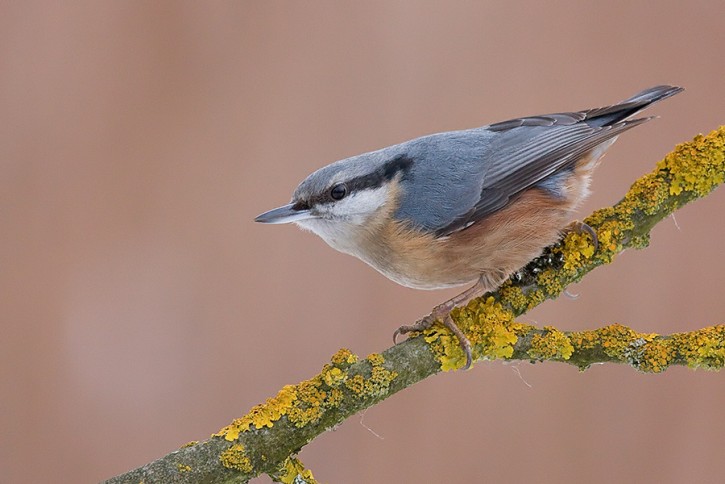 Kowalik (Sitta europaea)