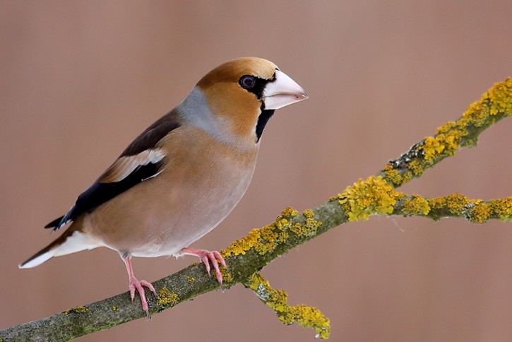 Grubodziób (Coccothraustes coccothraustes)