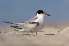 juv. Rybitwa rzeczna