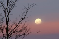 Sójka obserwująca zachód Księżyca.