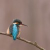 Alcedo atthis