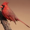 Northern Cardinal