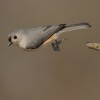 Tufted Titmouse