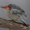 Red-bellied Woodpecker