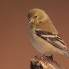 Tufted Titmouse