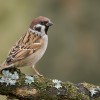 Mazurek (Passer montanus)