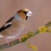 Grubodziób (Coccothraustes coccothraustes)