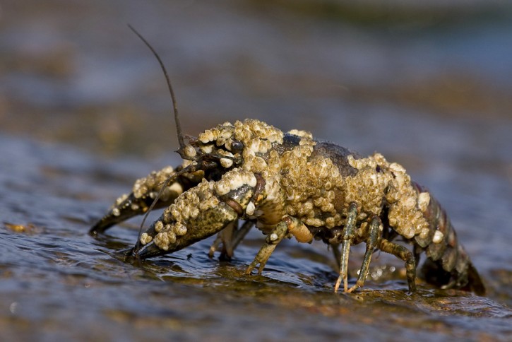 Rak pręgowany (Orconectes limosus)