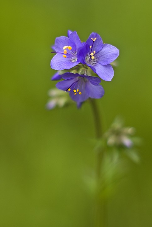 Wielosił błękitny (Polemonium coeruleum)